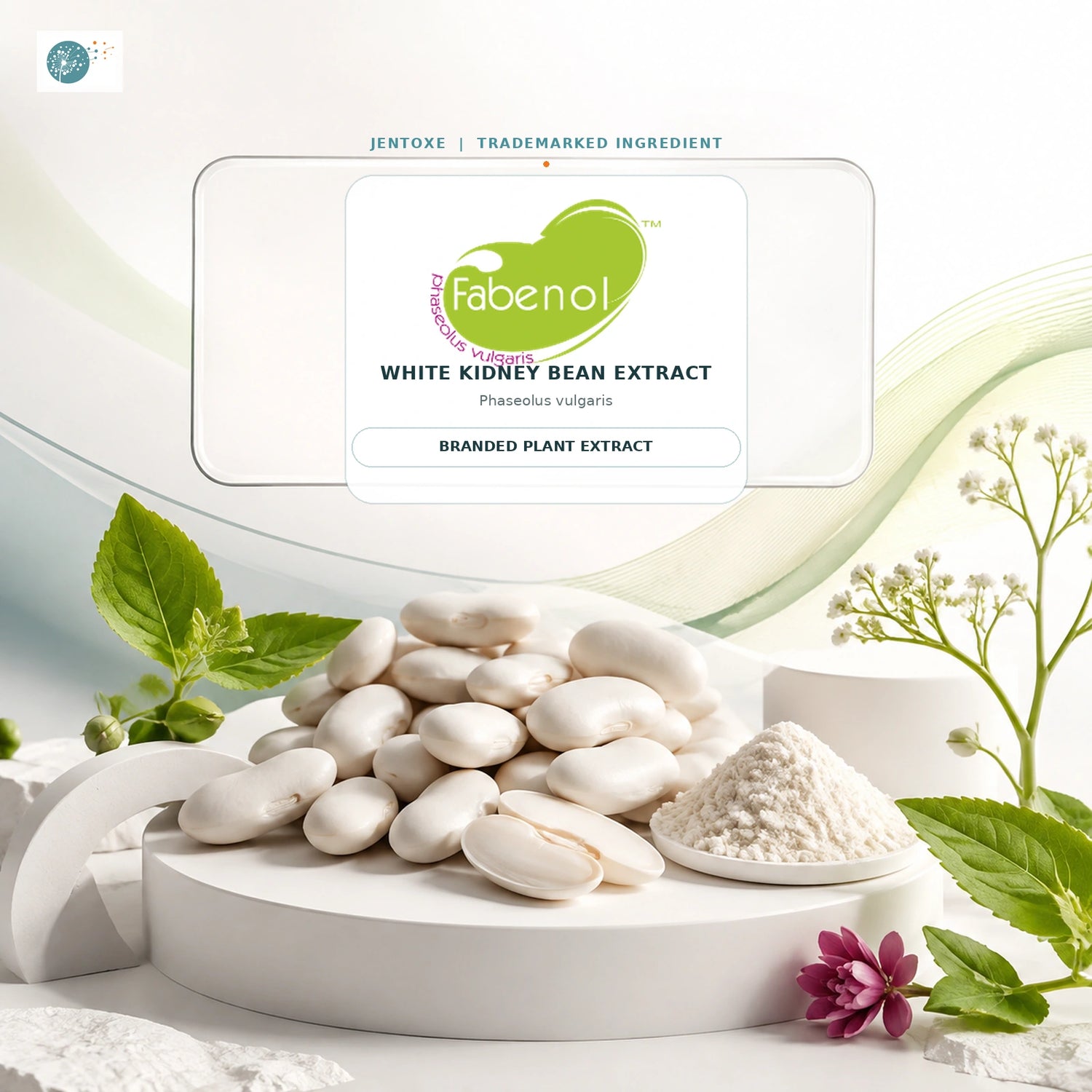 Fabenol white kidney bean extract carbohydrate blocker for weight loss