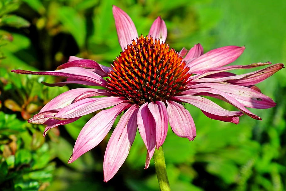 echinacea purpurea benefits