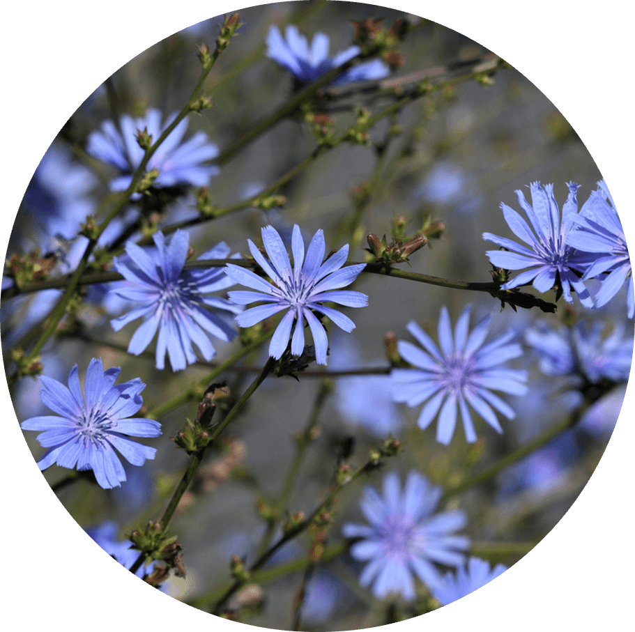 Inulin & Alpha-glucan oligosaccharide